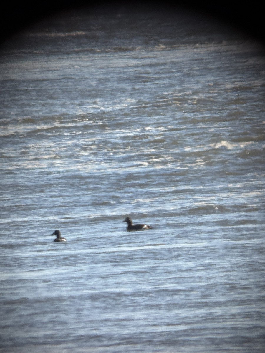 Macreuse à ailes blanches - ML646080049