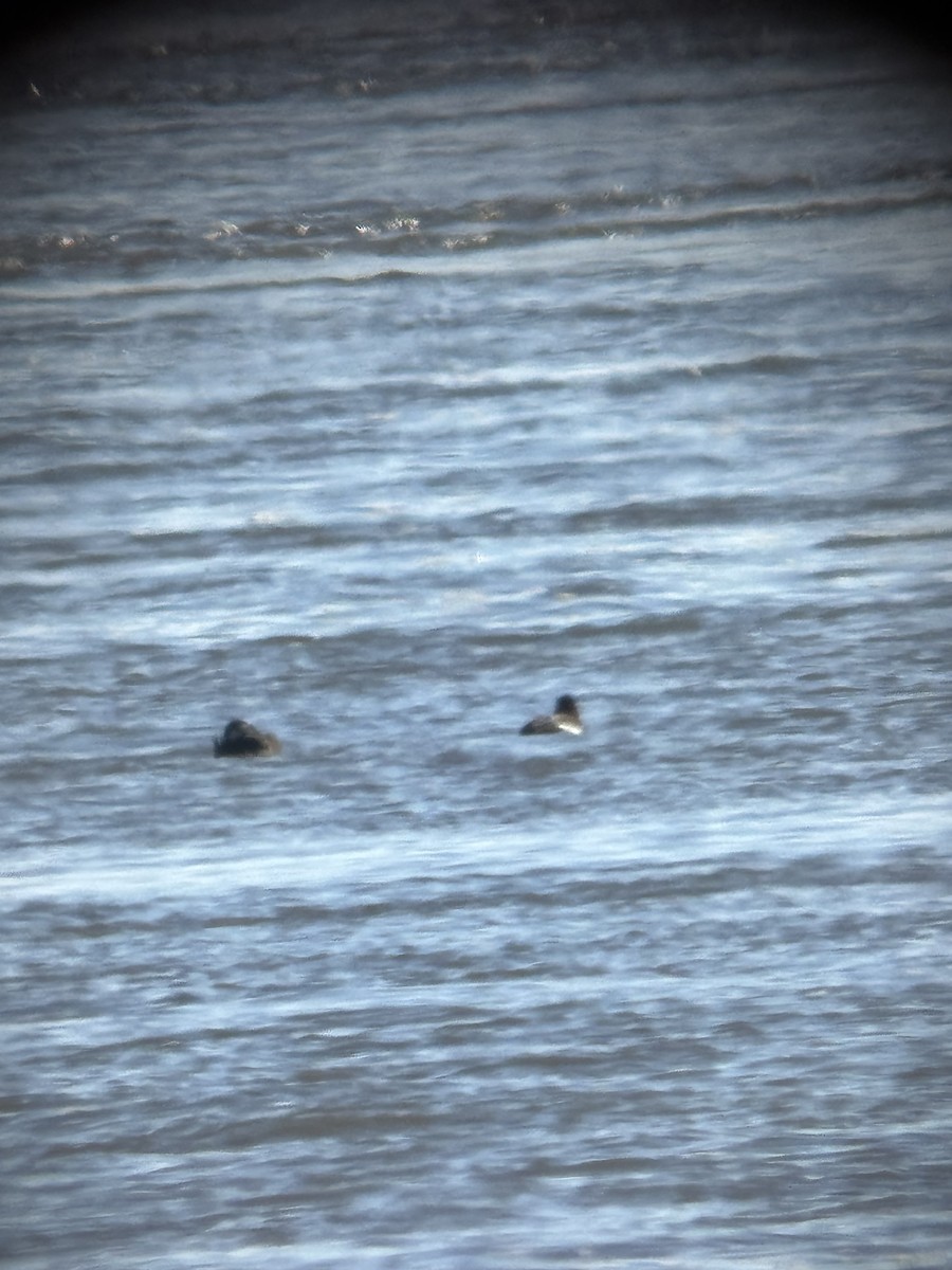 Macreuse à ailes blanches - ML646080050