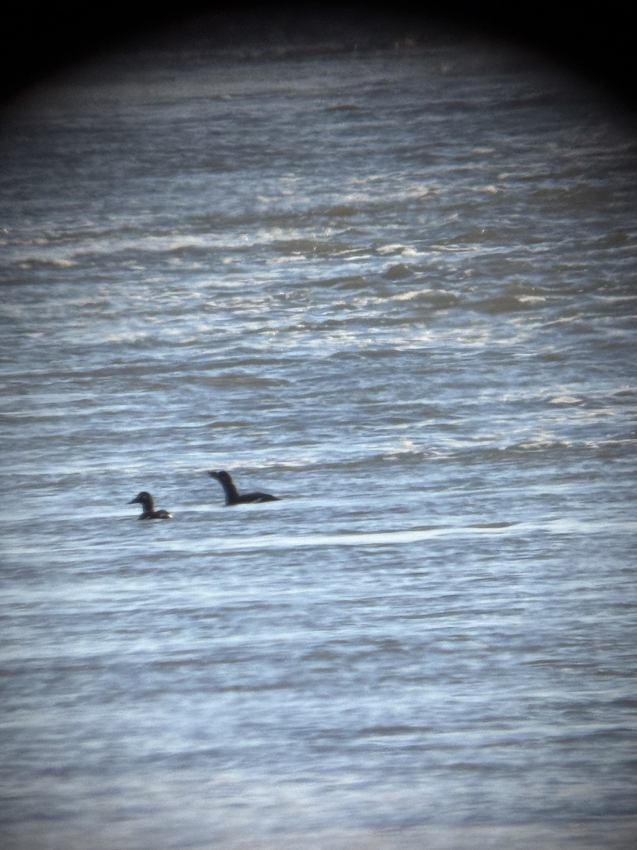 Macreuse à ailes blanches - ML646080051