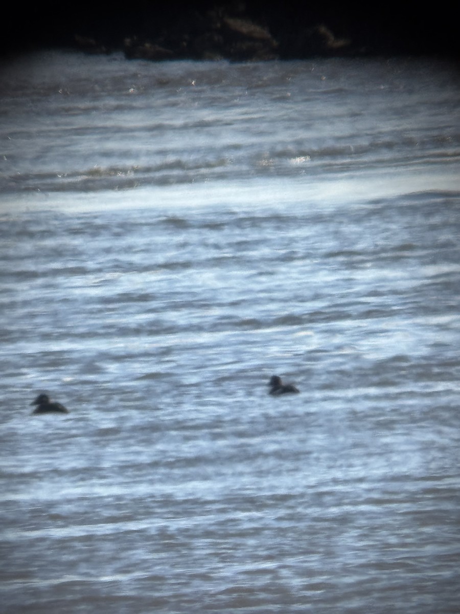 Macreuse à ailes blanches - ML646080052