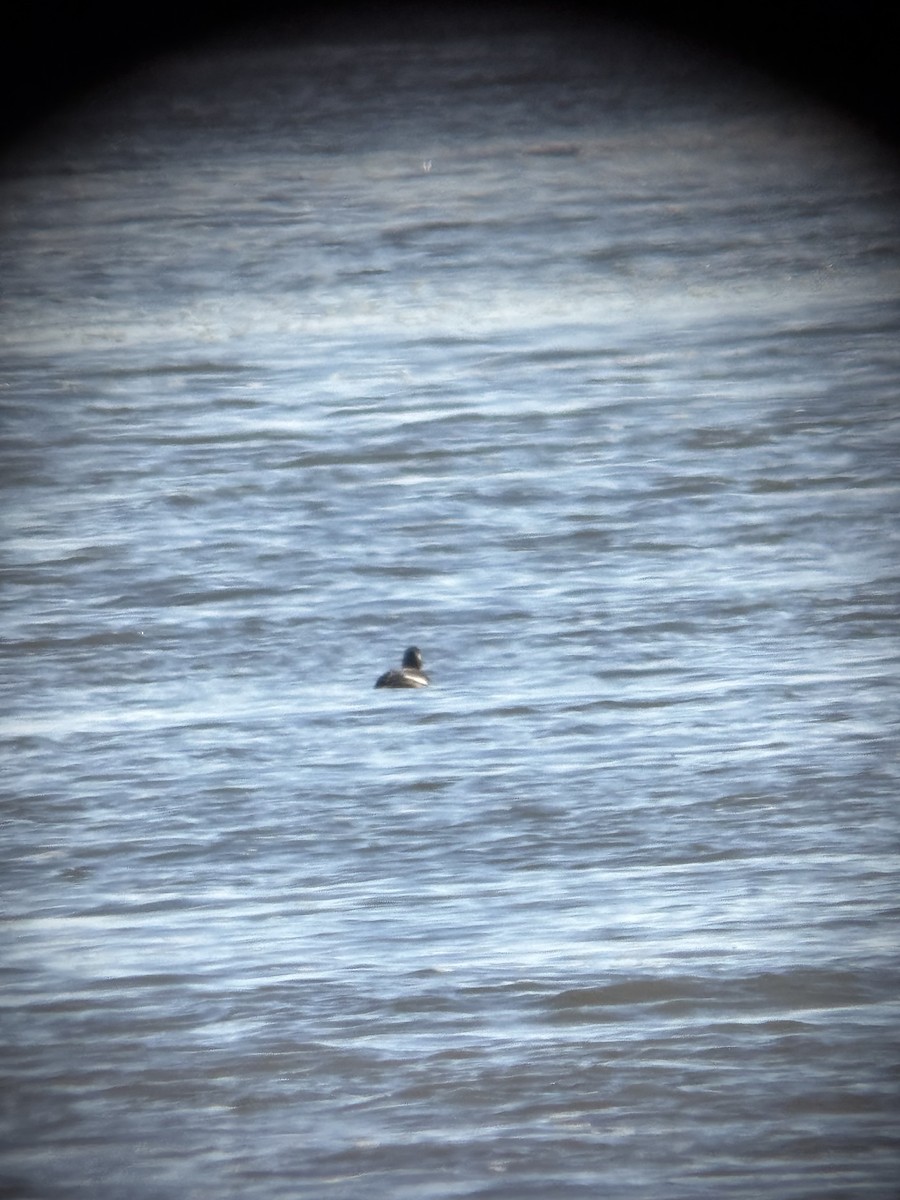 Macreuse à ailes blanches - ML646080053