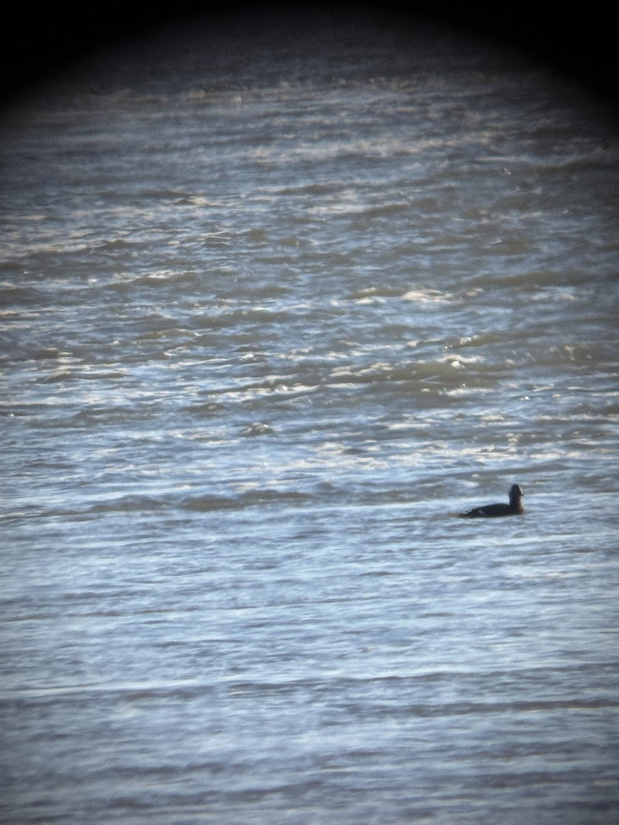 Macreuse à ailes blanches - ML646080054