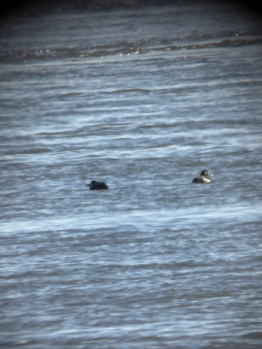 Macreuse à ailes blanches - ML646080056