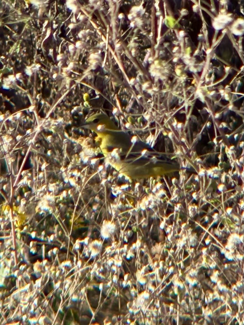 Orchard Oriole - ML646080057