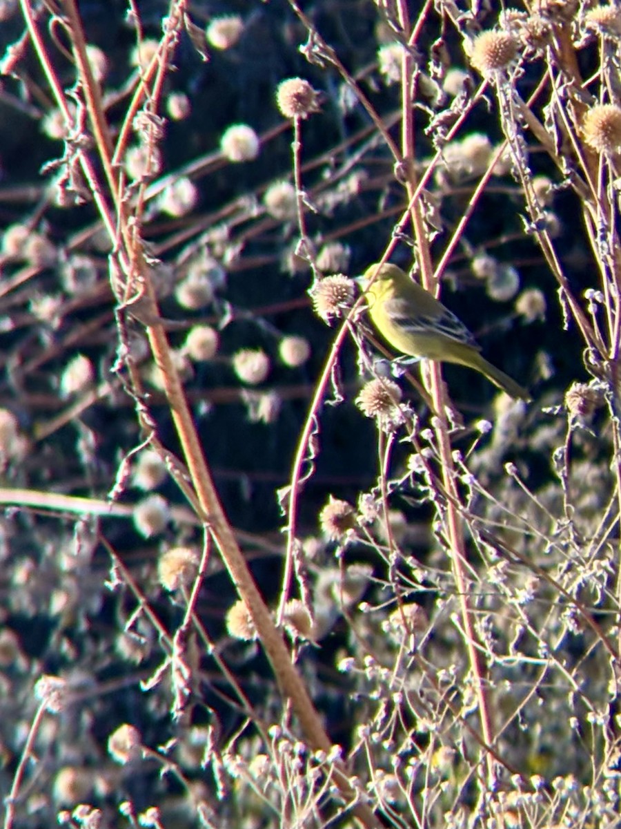 Orchard Oriole - ML646080058