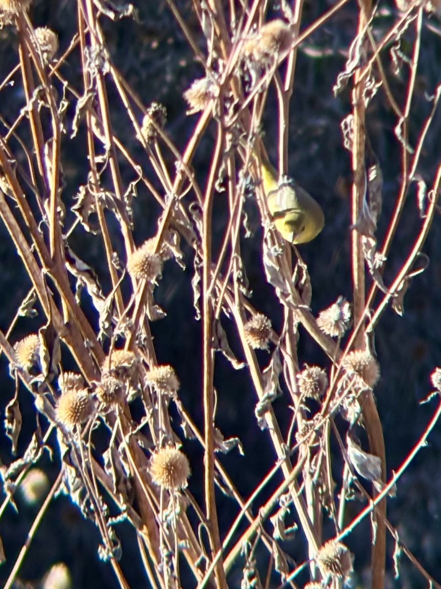 Orchard Oriole - ML646080059