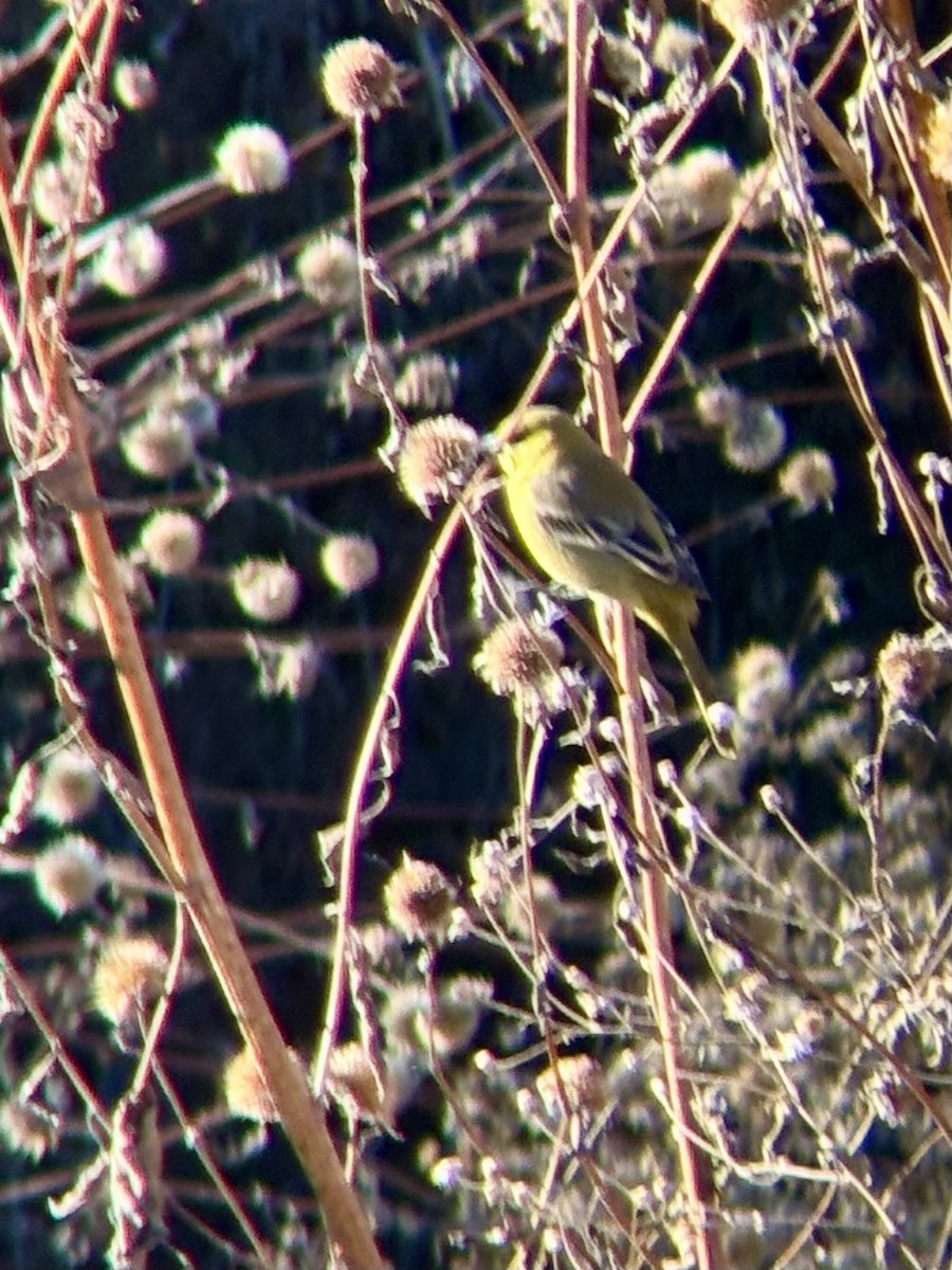 Orchard Oriole - ML646080060