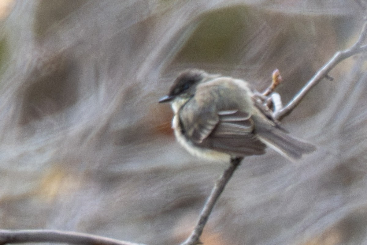 Eastern Phoebe - ML646080070