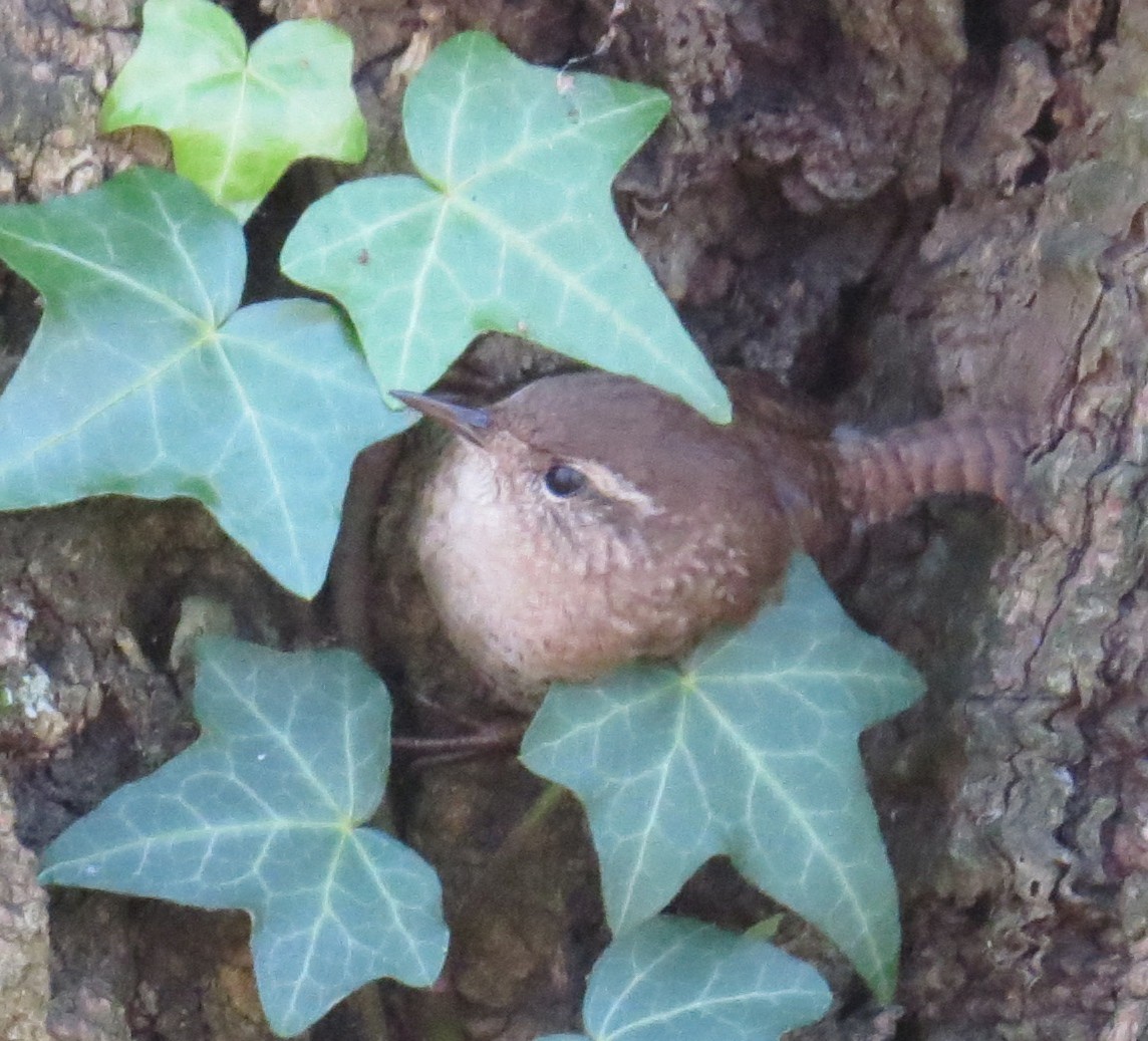 Winter Wren - ML646080072