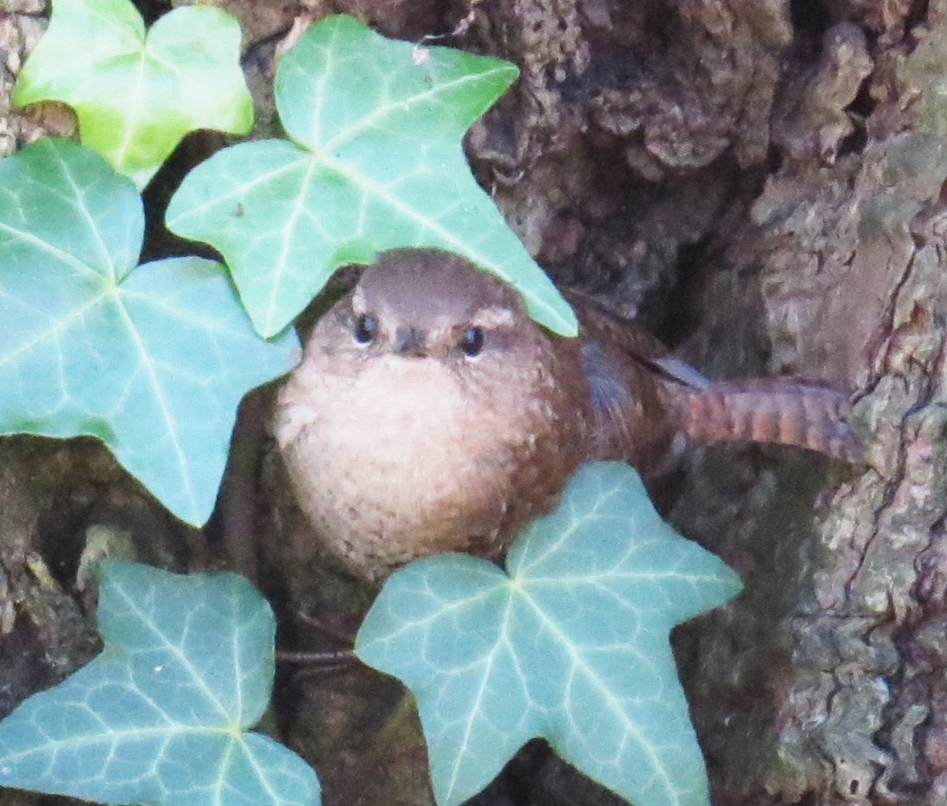 Winter Wren - ML646080073