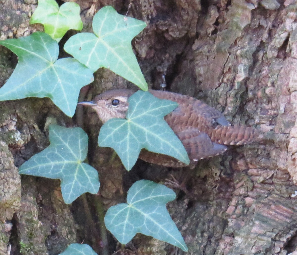 Winter Wren - ML646080075