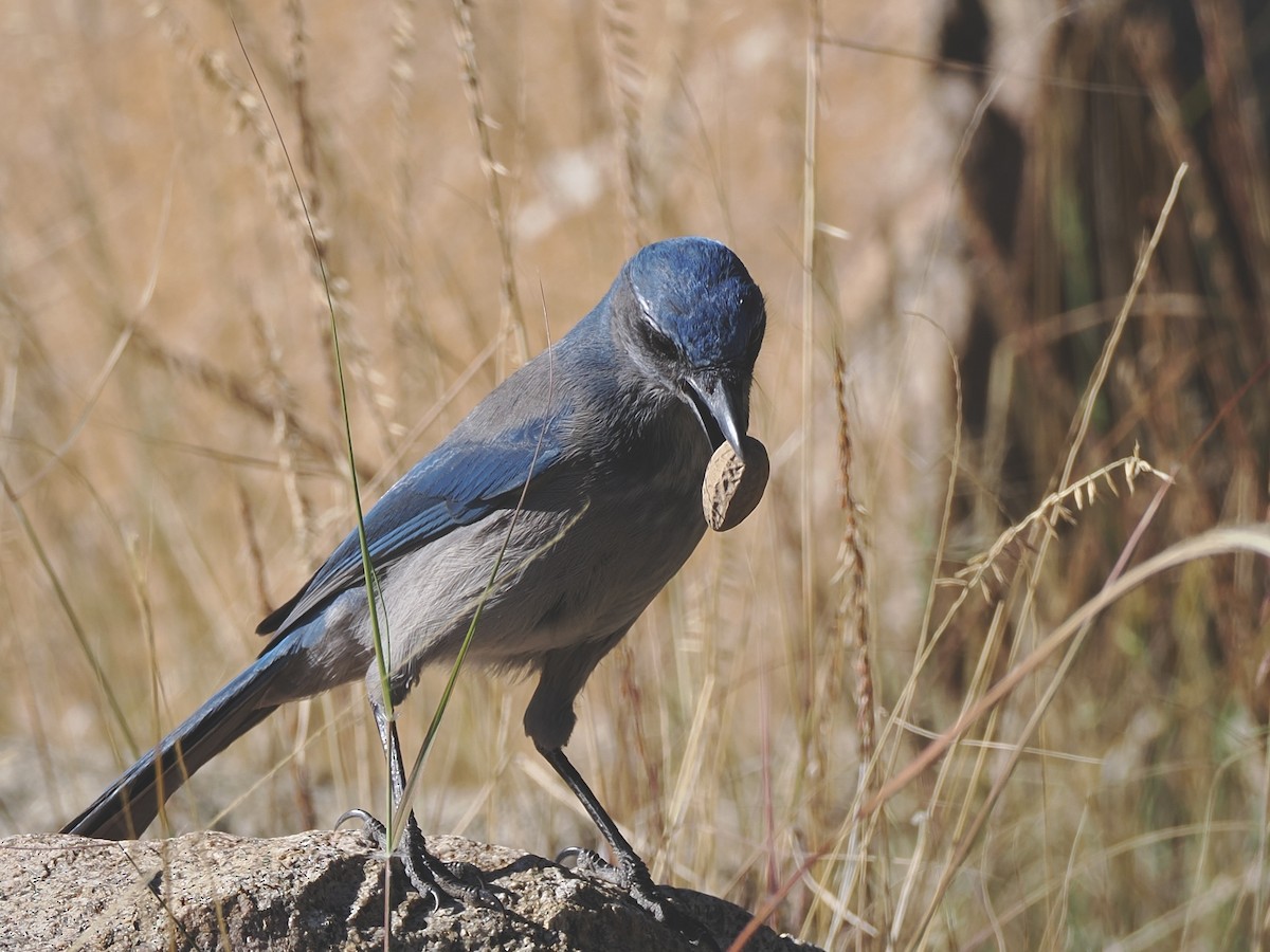 Woodhousehäher - ML646080078