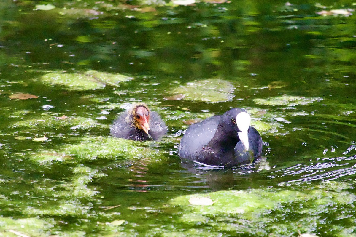 Eurasian Coot - ML646080079