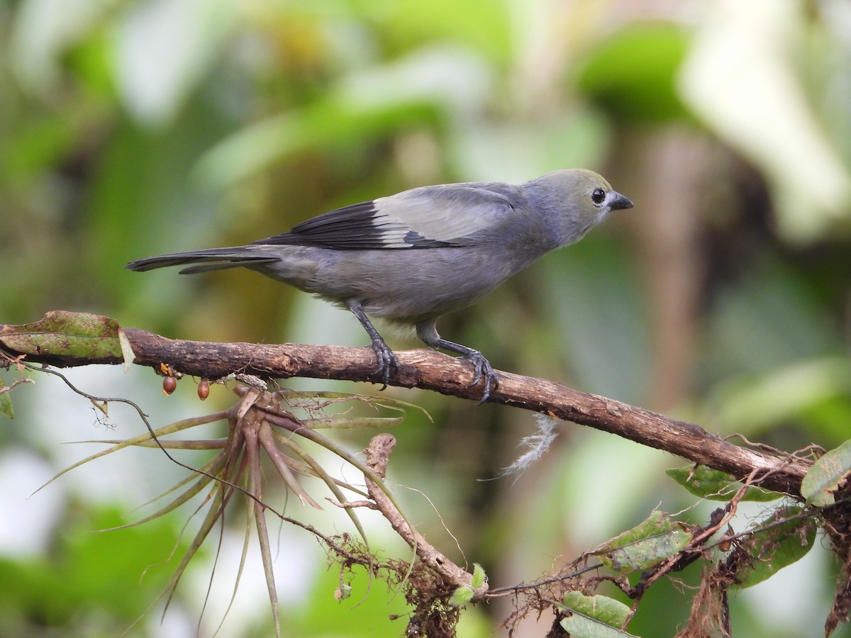 Palm Tanager - ML646080083