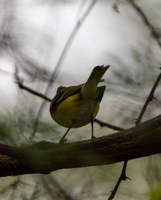Cassin's Vireo - ML646080088