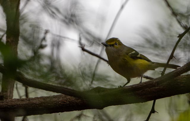 Cassin's Vireo - ML646080089