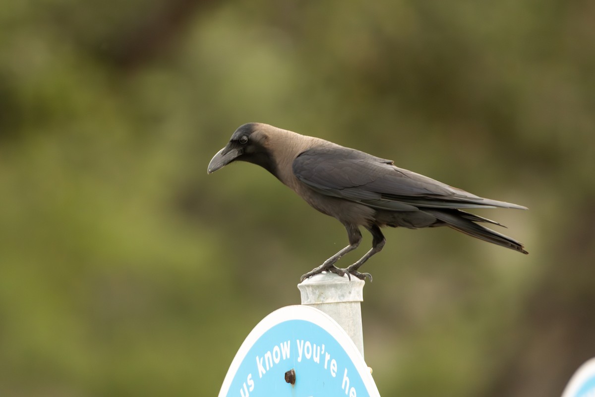 House Crow - ML646080098