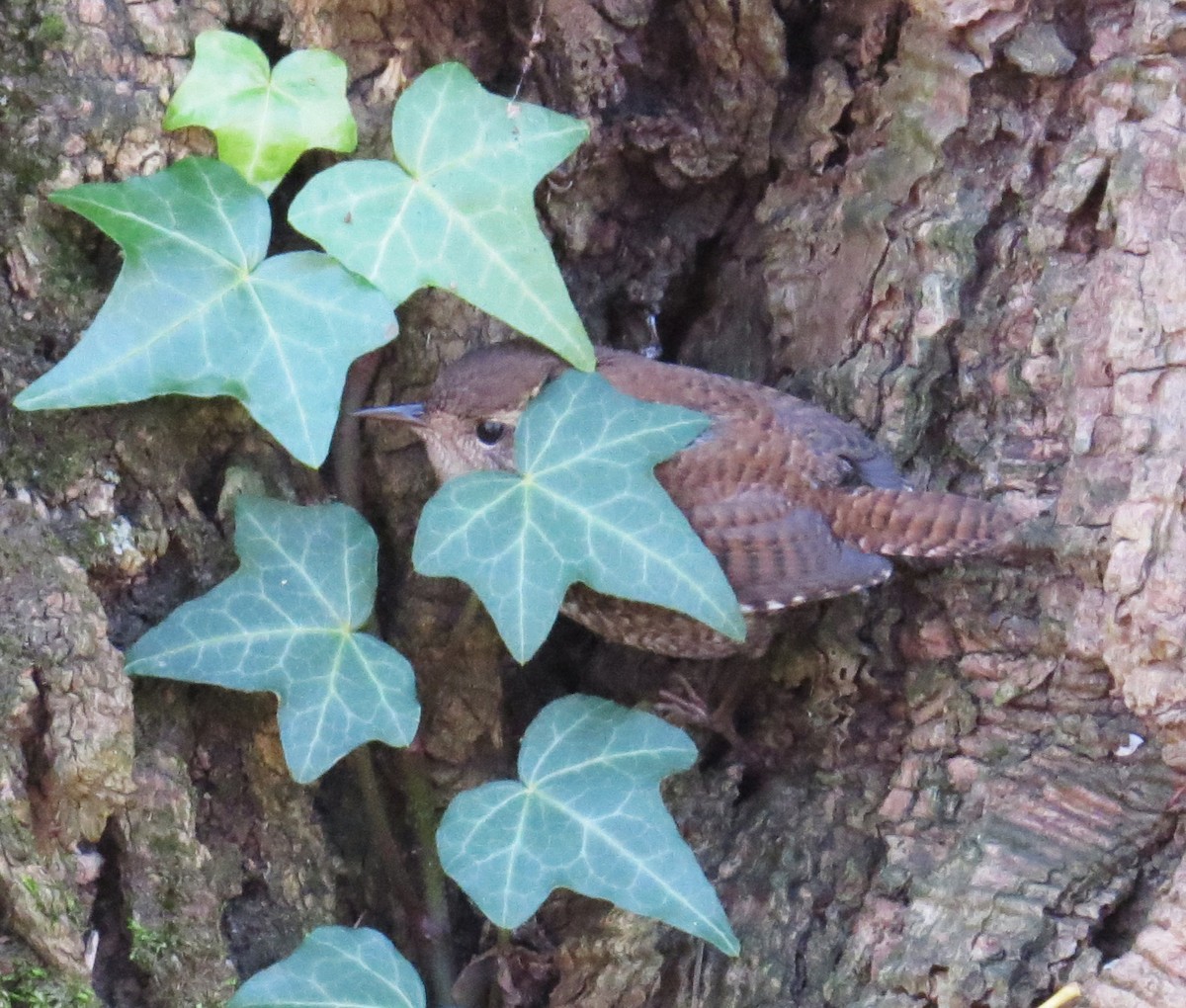 Winter Wren - ML646080111