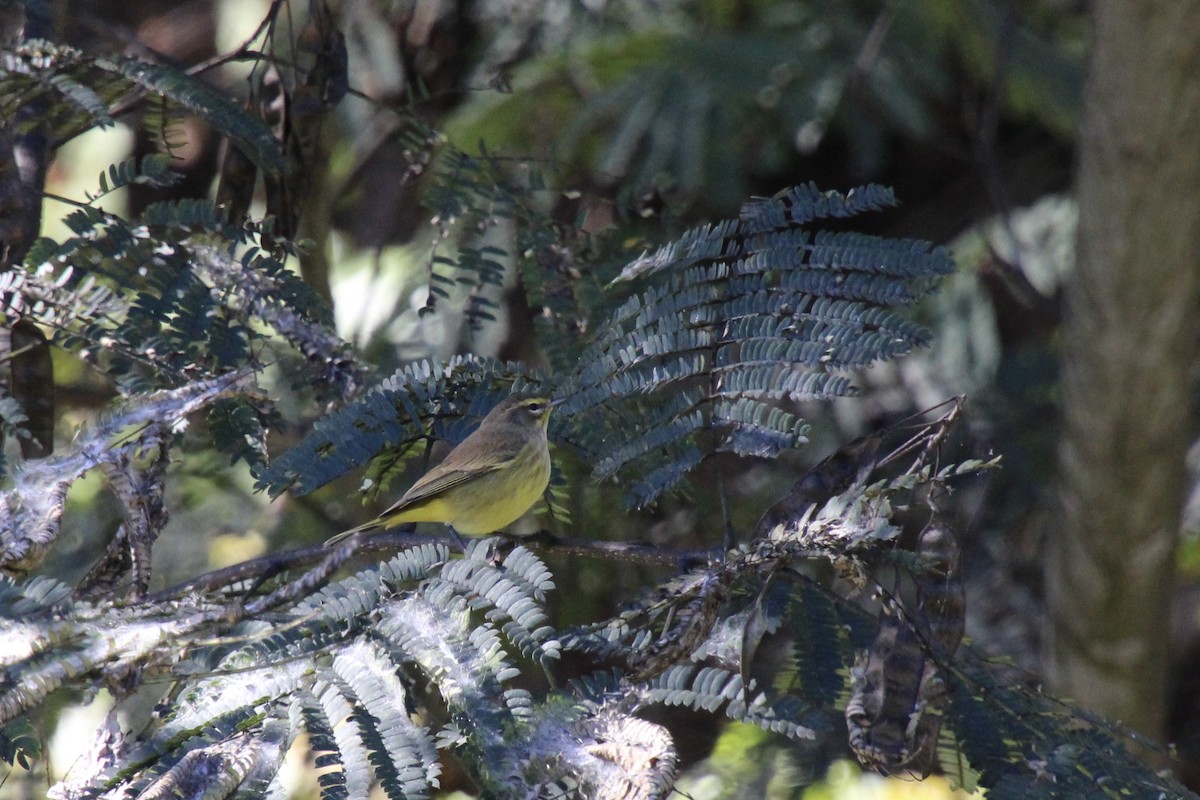Palm Warbler - ML646080112