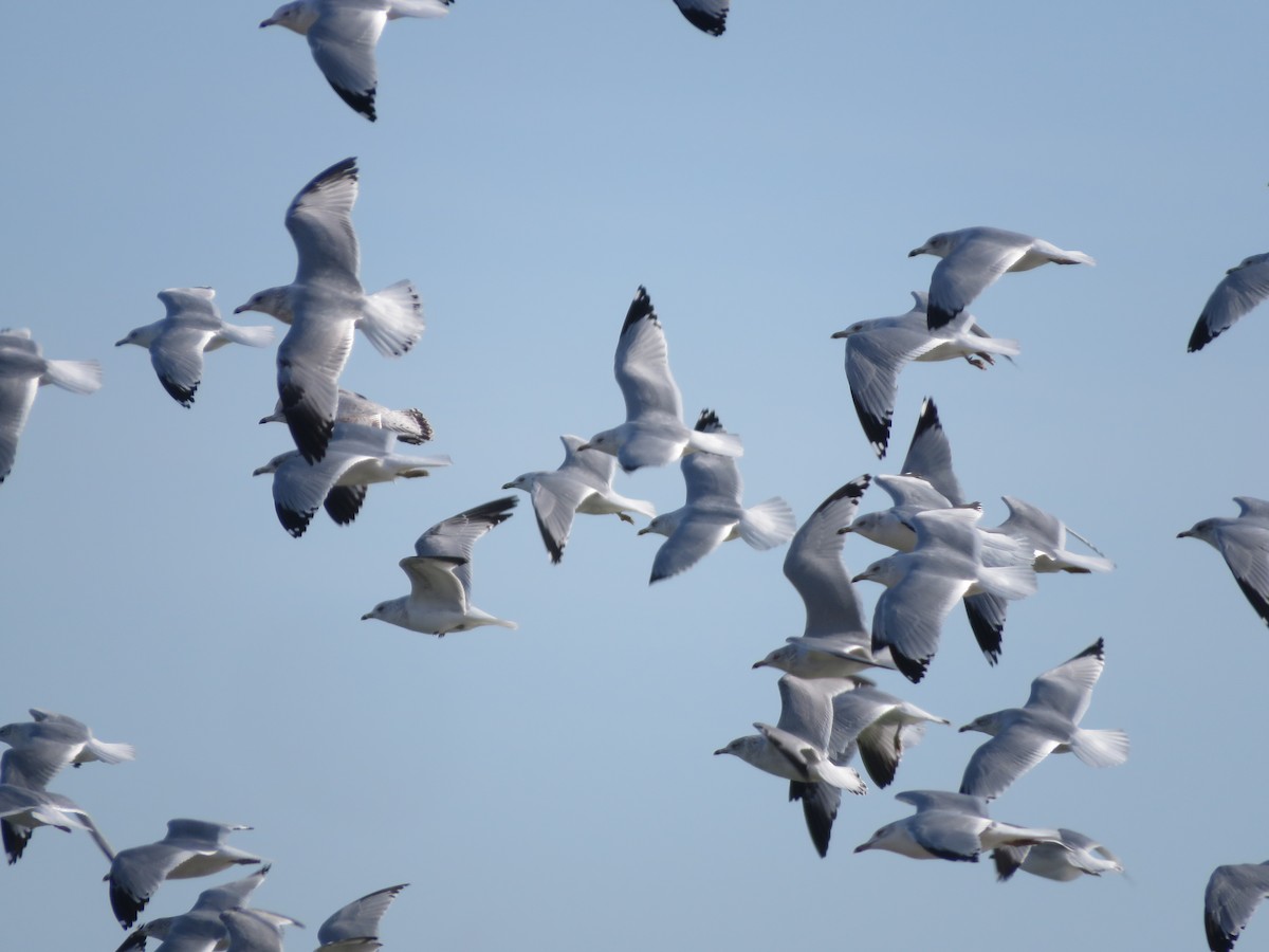 Ring-billed Gull - ML646080113