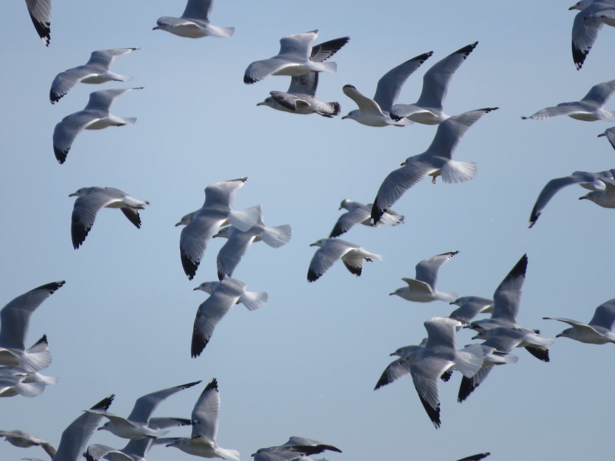 Delawareko kaioa - ML646080114