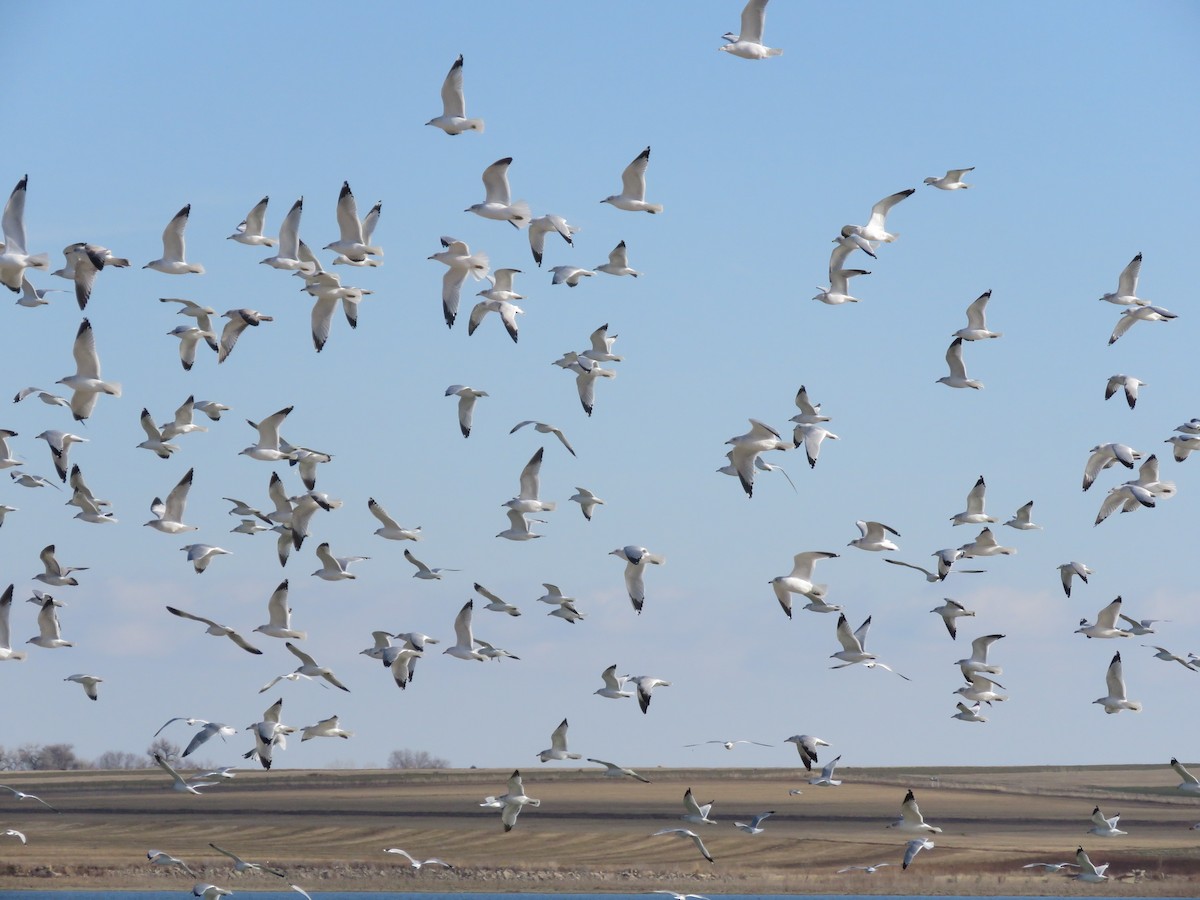 Ring-billed Gull - ML646080115