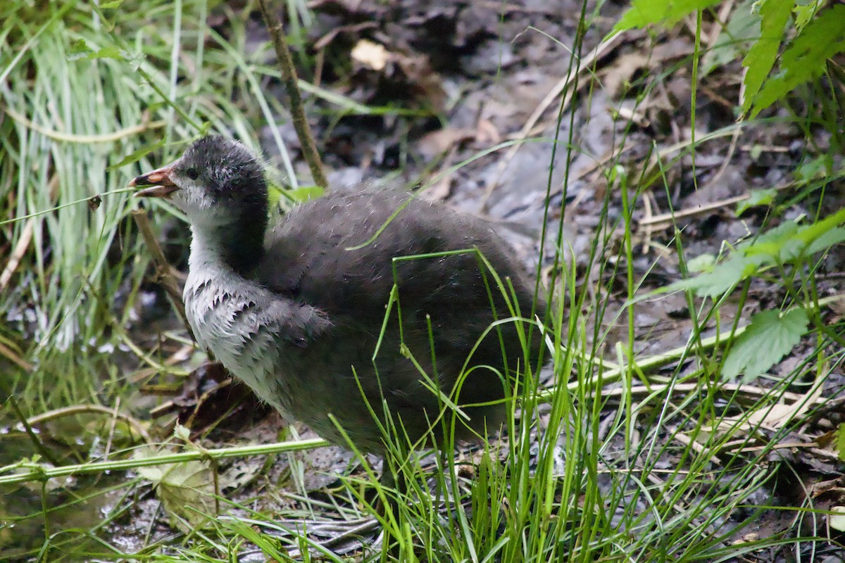 Kopetazuri arrunta - ML646080116