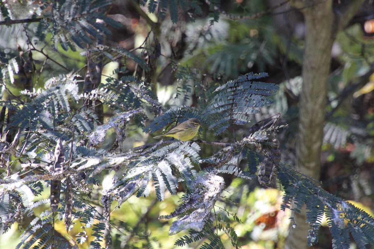 Palm Warbler - ML646080117