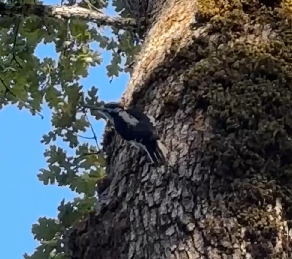 Hairy Woodpecker - ML646080119