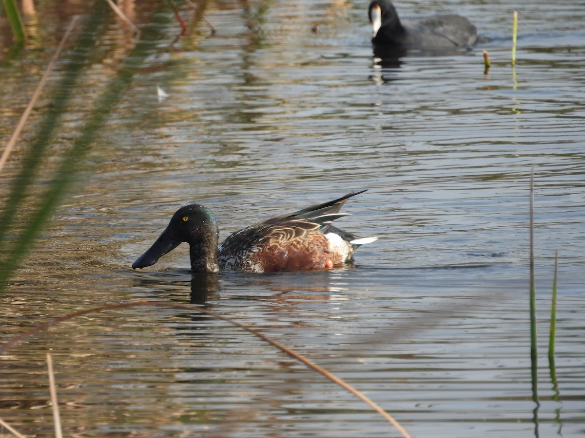 Ahate mokozabal zuria - ML646080122