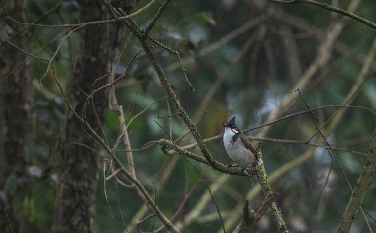 Bulbul masailgorria - ML646080123