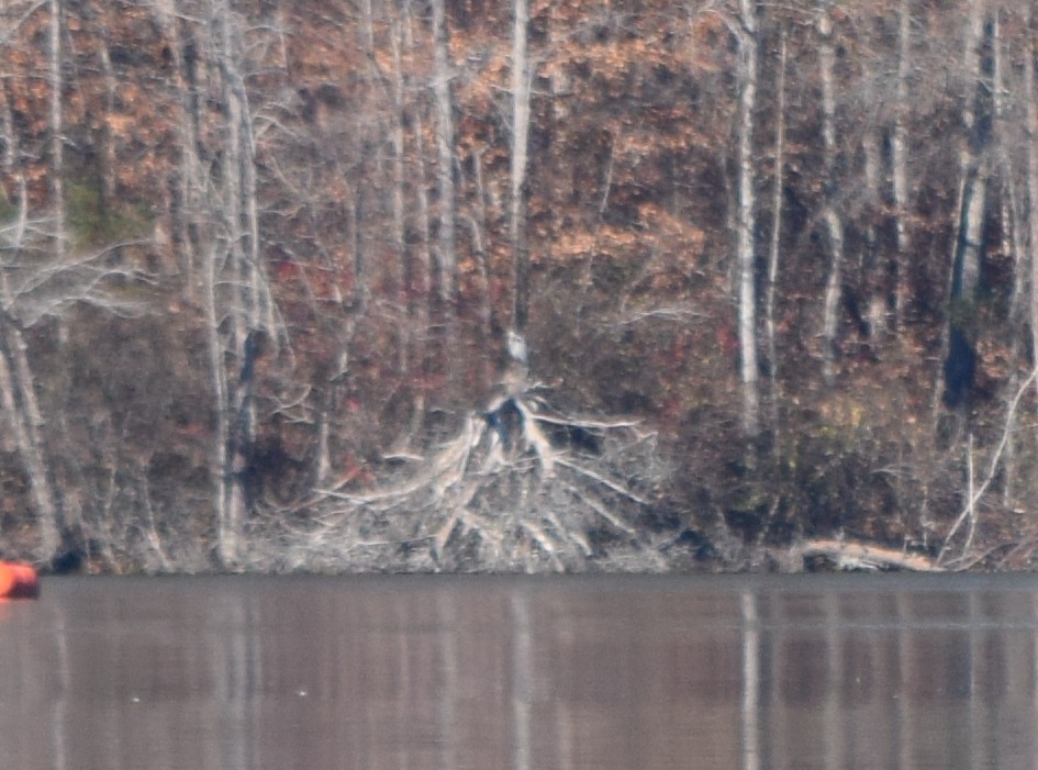 Koartza hauskara amerikarra - ML646080125