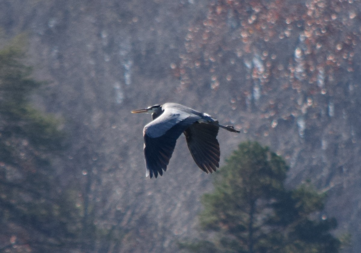 Koartza hauskara amerikarra - ML646080126