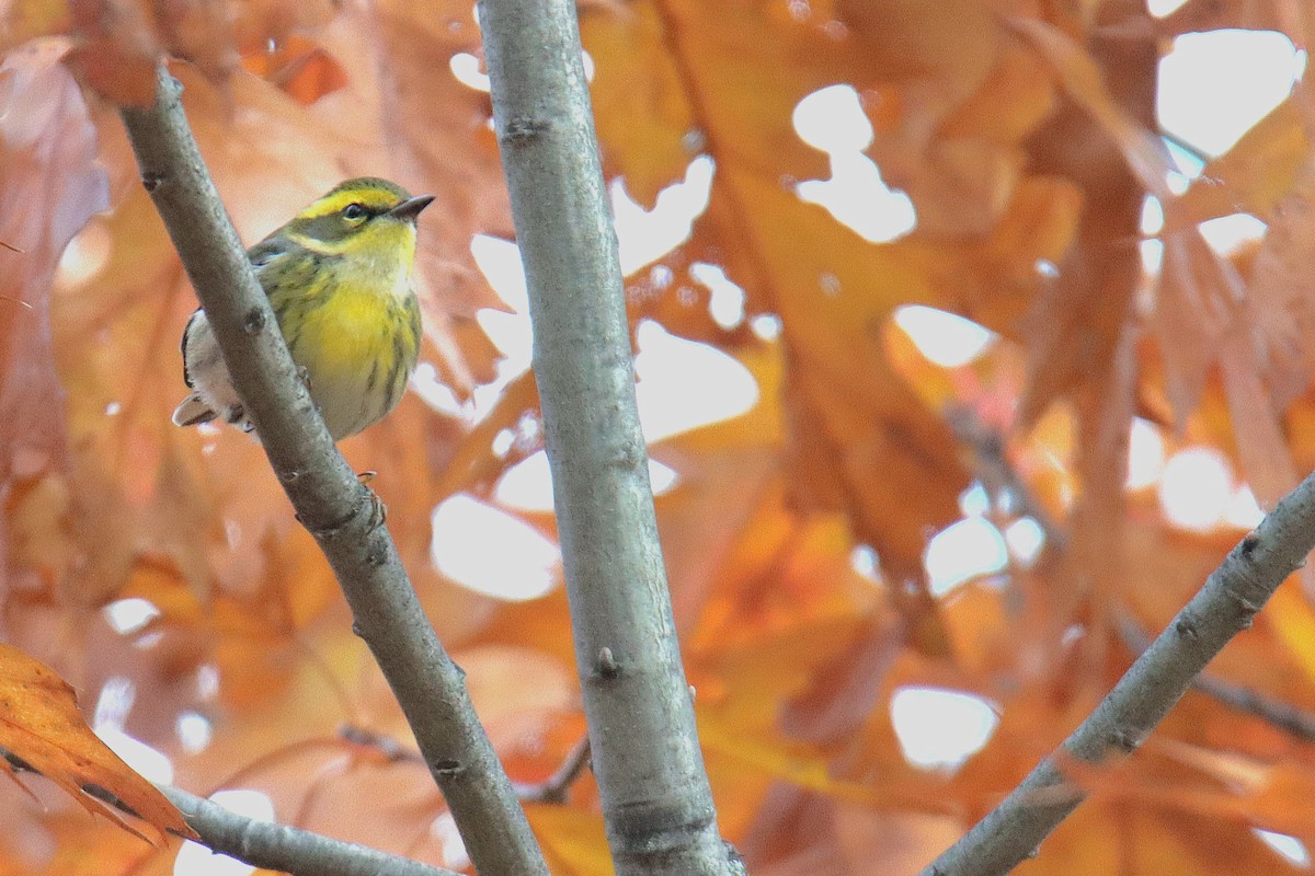 Townsend's Warbler - ML646080132