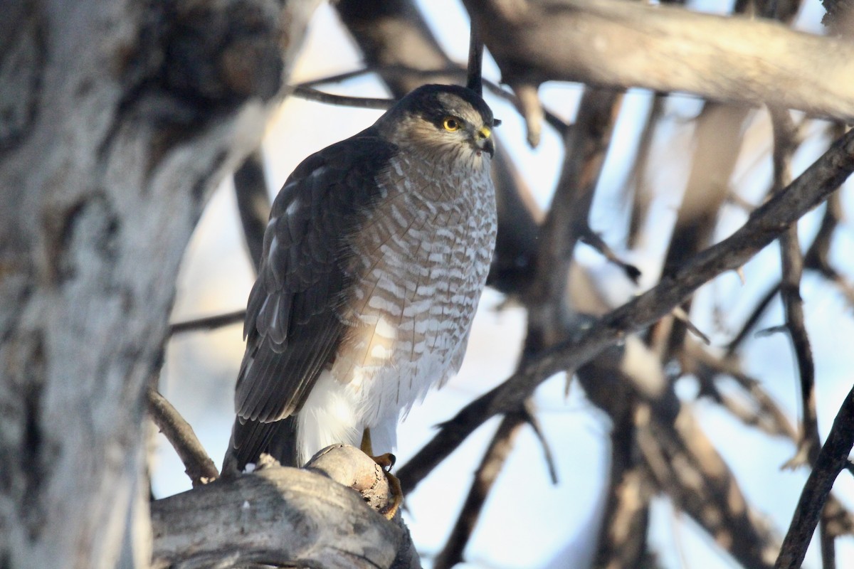 Sharp-shinned/Cooper's Hawk - ML646080133