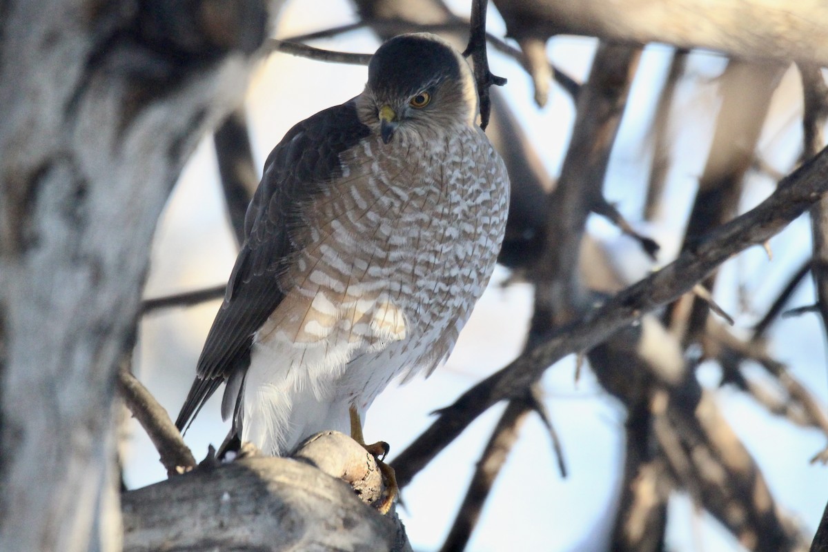 Sharp-shinned/Cooper's Hawk - ML646080134