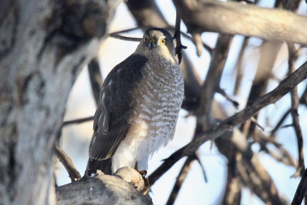 Sharp-shinned/Cooper's Hawk - ML646080135