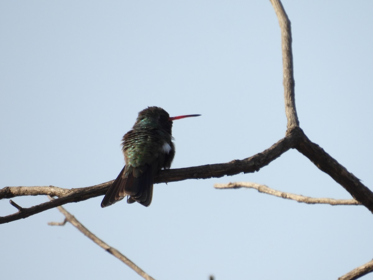 Broad-billed Hummingbird - ML646080136