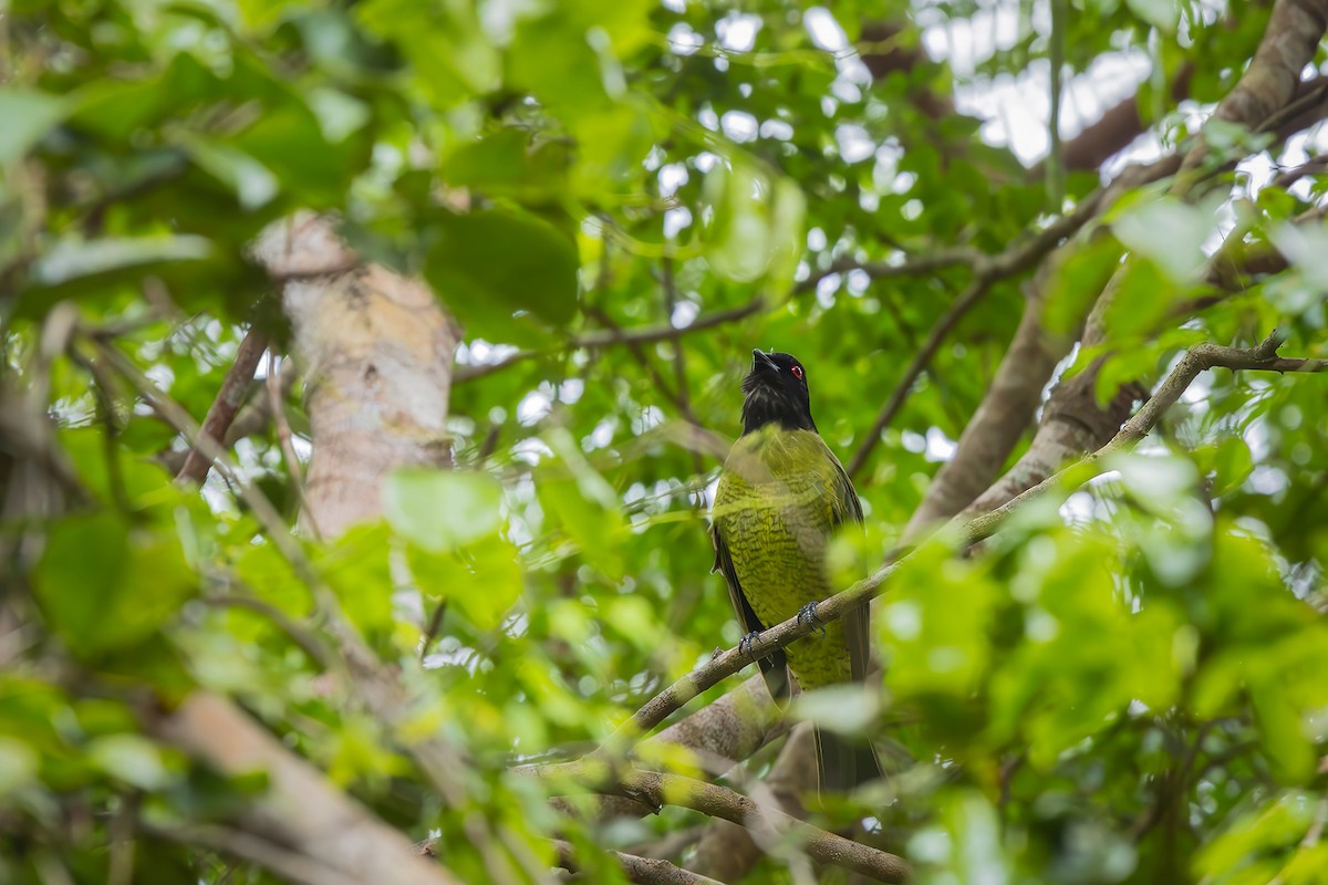 Black-headed Berryeater - ML646080137