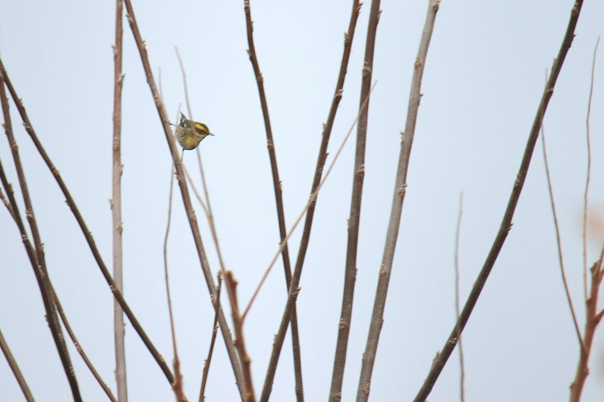 Townsend's Warbler - ML646080139