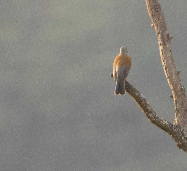 Rufous-backed Robin - ML646080140