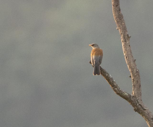 Rufous-backed Robin - ML646080141