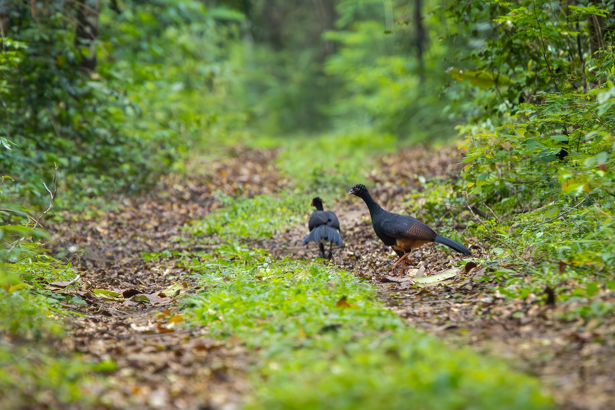 Red-billed Curassow - ML646080142