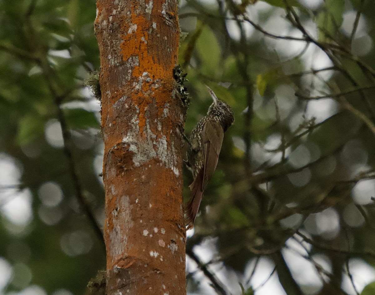 Montane Woodcreeper - ML646080143