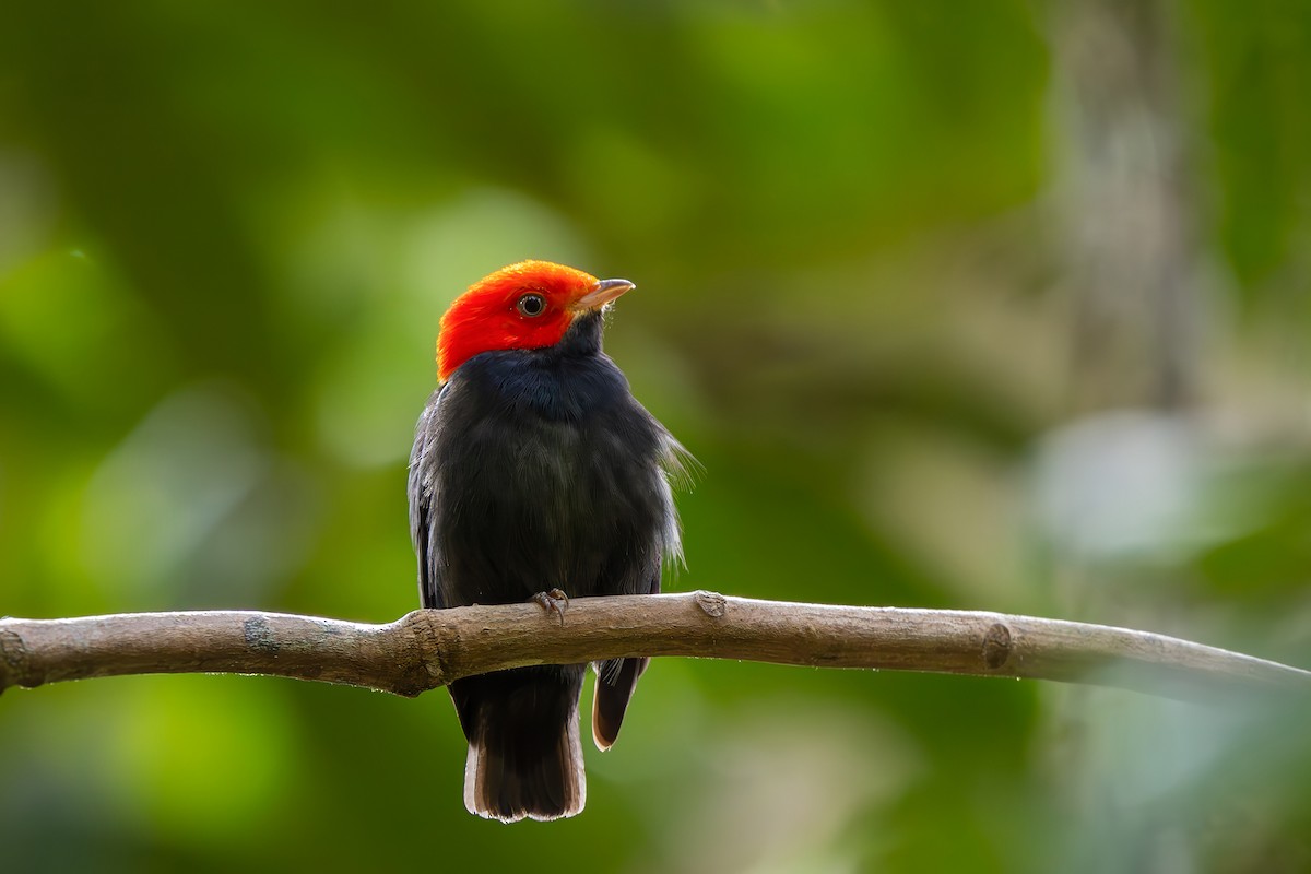 Red-headed Manakin - ML646080145