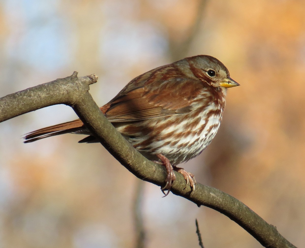 Fox Sparrow - ML646080147