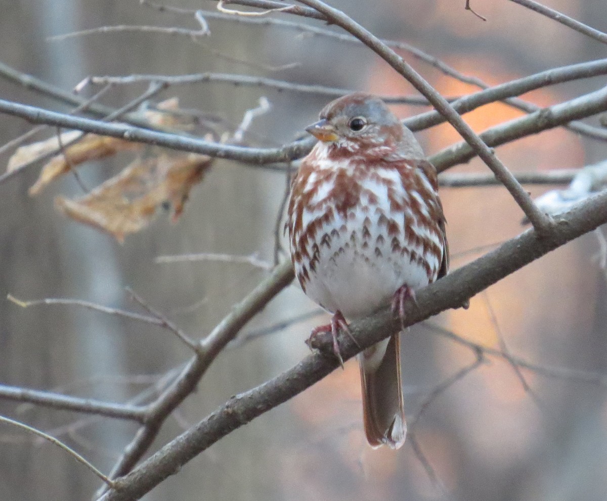 Fox Sparrow - ML646080148