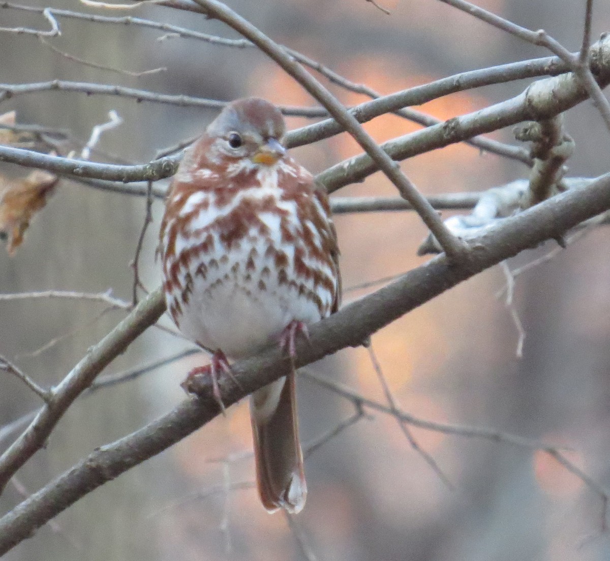 Fox Sparrow - ML646080149