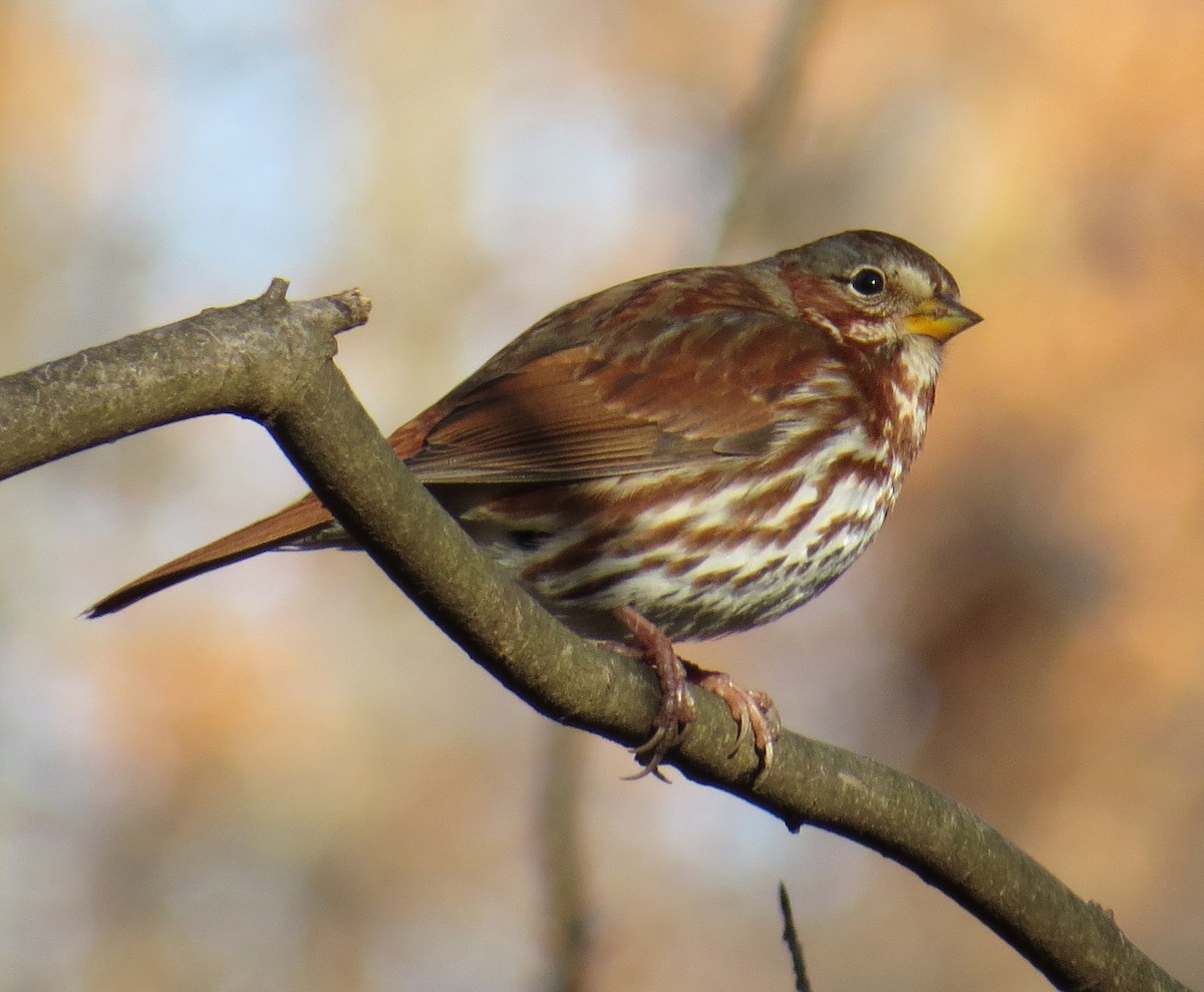 Fox Sparrow - ML646080150