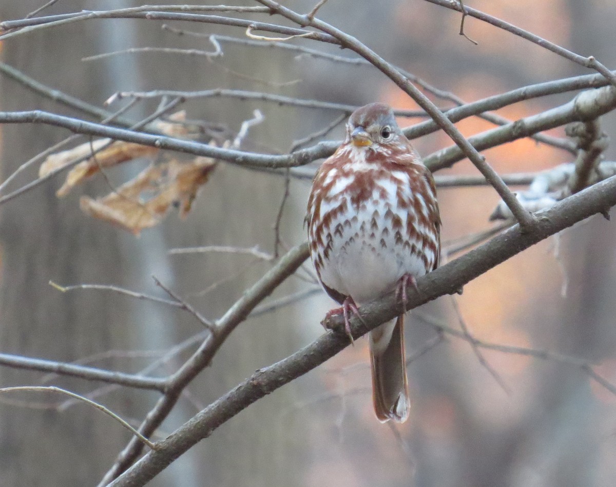 Fox Sparrow - ML646080151